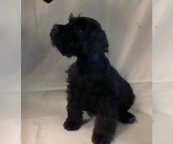 Medium Photo #2 Schnauzer (Miniature) Puppy For Sale in COLONIAL HEIGHTS, TN, USA
