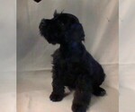Small Photo #2 Schnauzer (Miniature) Puppy For Sale in COLONIAL HEIGHTS, TN, USA