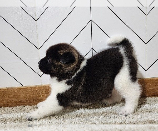 Medium Photo #14 Akita Puppy For Sale in STRAFFORD, MO, USA
