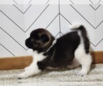Small Photo #14 Akita Puppy For Sale in STRAFFORD, MO, USA