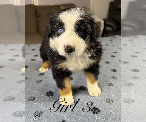 Medium Photo #73 Australian Shepherd Puppy For Sale in SALISBURY, NC, USA