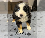 Small Photo #73 Australian Shepherd Puppy For Sale in SALISBURY, NC, USA