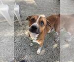 Small American Staffordshire Terrier Mix