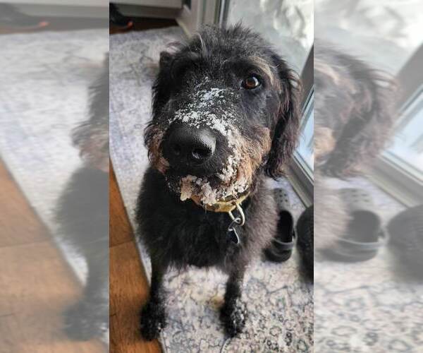 Medium Photo #7 Chesa-Poo Puppy For Sale in Springdale, PA, USA