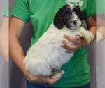 Small #1 Spaniel Mix