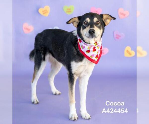 Medium Photo #2 Pyrenees Husky Puppy For Sale in Conroe, TX, USA