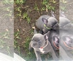 Small #1 French Bulldog