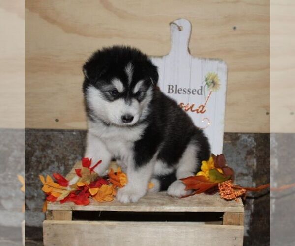 Medium Photo #3 Alaskan Malamute Puppy For Sale in CROGHAN, NY, USA
