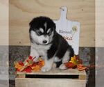 Small #2 Alaskan Malamute