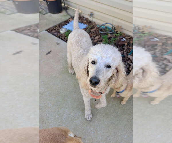 Medium Photo #1 Mutt Puppy For Sale in Mooresville, NC, USA