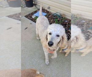 Mutt Dogs for adoption in Mooresville, NC, USA