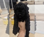 Puppy 4 Cavapoo