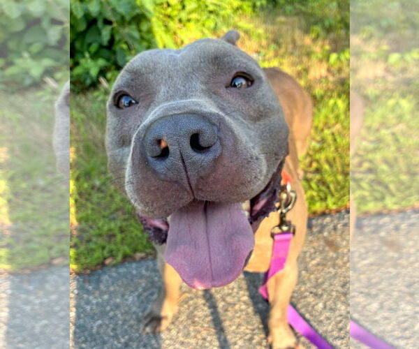 Medium Photo #2 American Pit Bull Terrier Puppy For Sale in Hillsboro, NH, USA