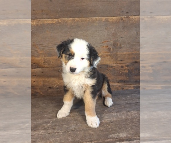 Medium Photo #1 Australian Shepherd Puppy For Sale in SAINT JOHNS, MI, USA