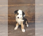 Puppy Frank Australian Shepherd