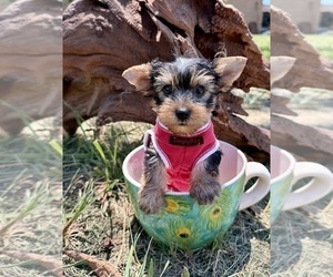 Yorkshire Terrier Puppy for sale in CASSVILLE, MO, USA