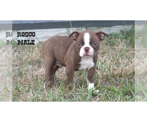Medium Photo #11 Boston Terrier Puppy For Sale in CLARE, MI, USA