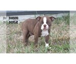 Small #10 Boston Terrier
