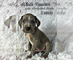 Great Dane Puppy for Sale in SALTVILLE, Virginia USA