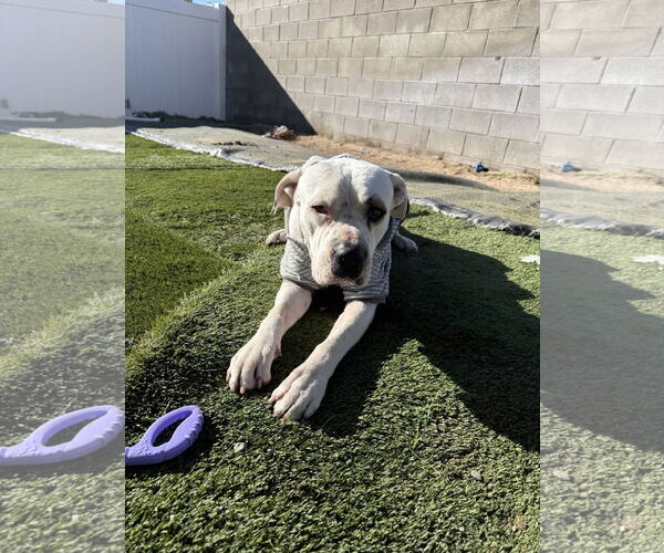 Medium Photo #4 Mutt Puppy For Sale in La Verne, CA, USA