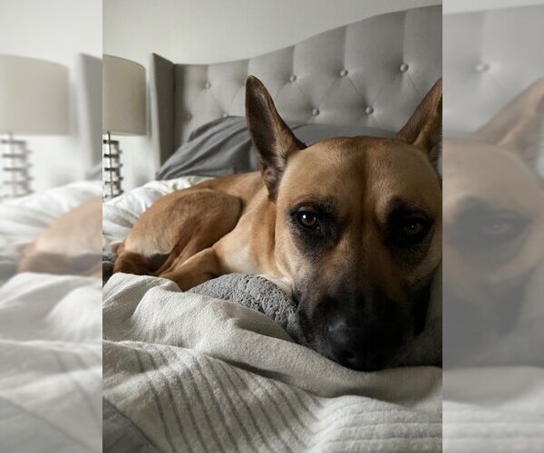 Medium Photo #12 German Shepherd Dog-Unknown Mix Puppy For Sale in Sandy, UT, USA