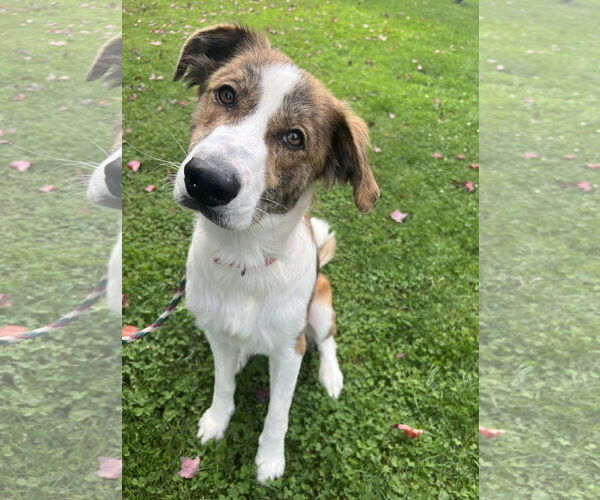 Medium Photo #1 Australian Shepherd-Brittany Mix Puppy For Sale in Rockaway, NJ, USA