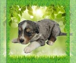 Small Photo #20 Bernedoodle (Miniature) Puppy For Sale in BLACK FOREST, CO, USA