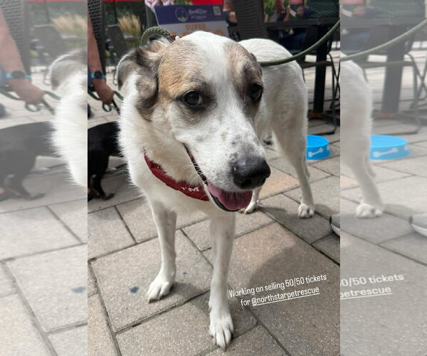 Medium Photo #13 Anatolian Pyrenees Puppy For Sale in Boonton, NJ, USA