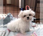 Small #3 Maltese
