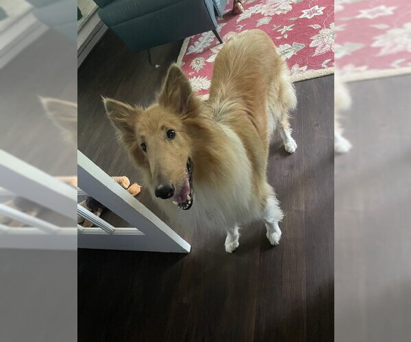 Medium Photo #3 Collie Puppy For Sale in Chantilly, VA, USA