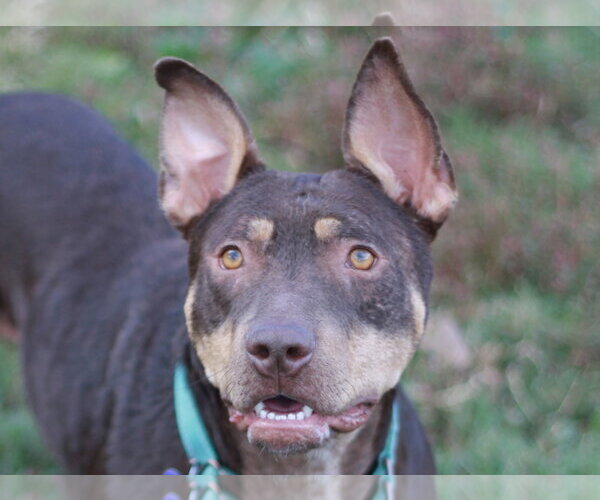 Medium Photo #5 American Pit Bull Terrier-Australian Kelpie Mix Puppy For Sale in Cookeville, TN, USA
