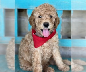 Goldendoodle Puppy for sale in HENRIETTA, TX, USA