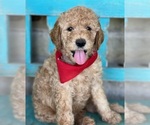 Small Goldendoodle