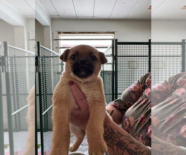 Medium Photo #2 Pug-Unknown Mix Puppy For Sale in Calgary, Alberta, Canada
