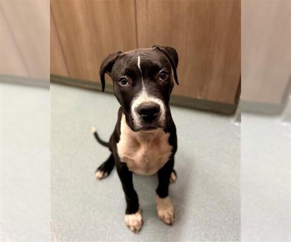 Medium Photo #1 American Pit Bull Terrier Puppy For Sale in Baytown, TX, USA