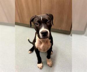 American Pit Bull Terrier Dogs for adoption in Baytown, TX, USA