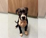Small American Pit Bull Terrier