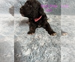 Puppy 4 Airedoodle