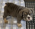 Small Photo #1 English Bulldog Puppy For Sale in BUCKEYE, AZ, USA