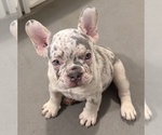 Small #4 French Bulldog