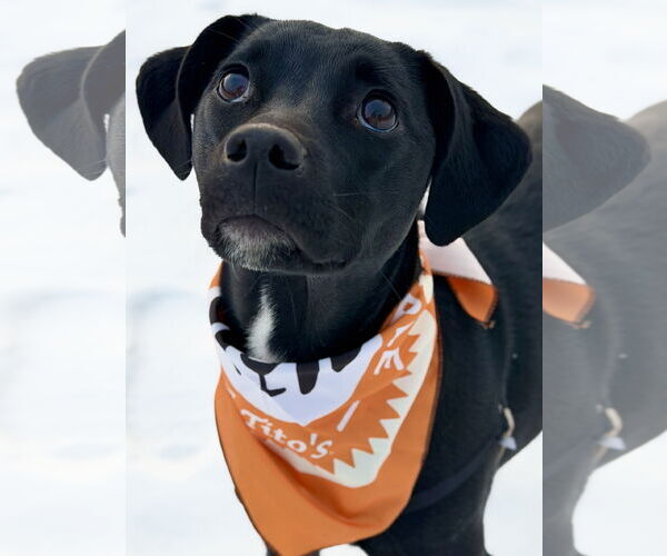 Medium Photo #3  Puppy For Sale in , 