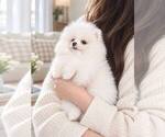 Opel - Male Pomeranian Puppy for Sale - Photo #3