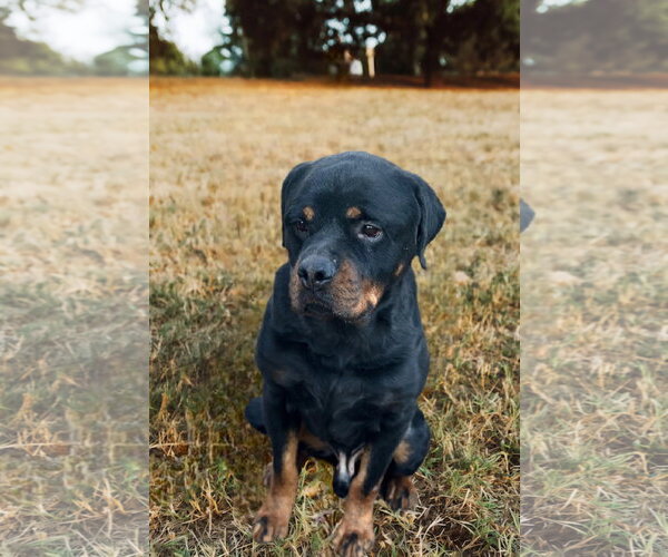 Medium Photo #6 Rottweiler Puppy For Sale in White Hall, AR, USA