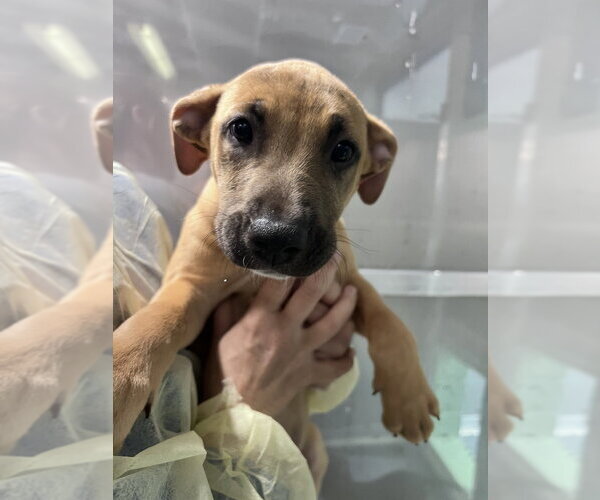 Medium Photo #3 Mutt Puppy For Sale in Elmsford, NY, USA