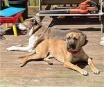 Small Photo #15 American Pit Bull Terrier-Black Mouth Cur Mix Puppy For Sale in Spotsylvania, VA, USA