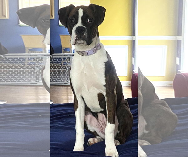 Medium Photo #1 Boxer Puppy For Sale in McDonough, GA, USA