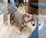 Small Bulldog