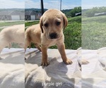 Small #7 Labrador Retriever