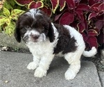 Puppy Chocolate Cavapoo (Miniature)