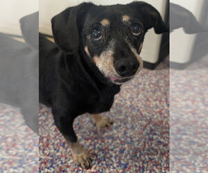 Chiweenie Dogs for adoption in Shelbyville, TN, USA